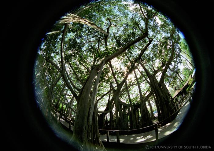 Banyan trees