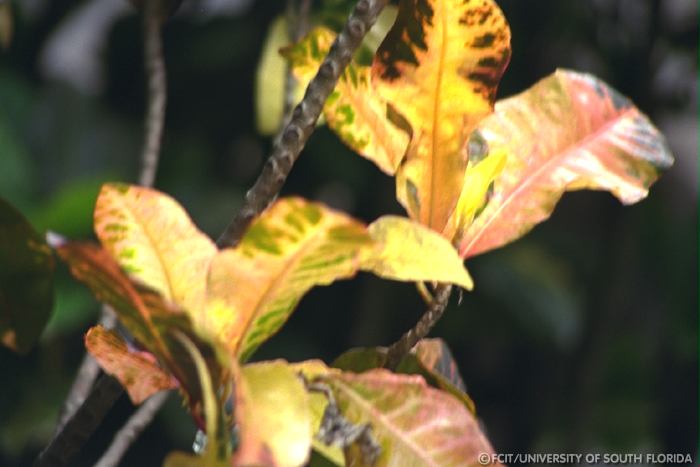 Leaves