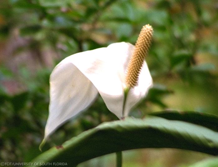 White flower