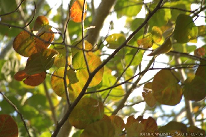 Leaves