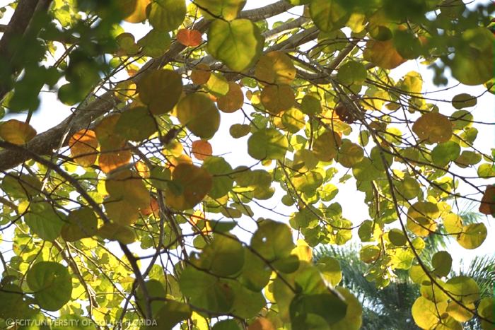 Leaves