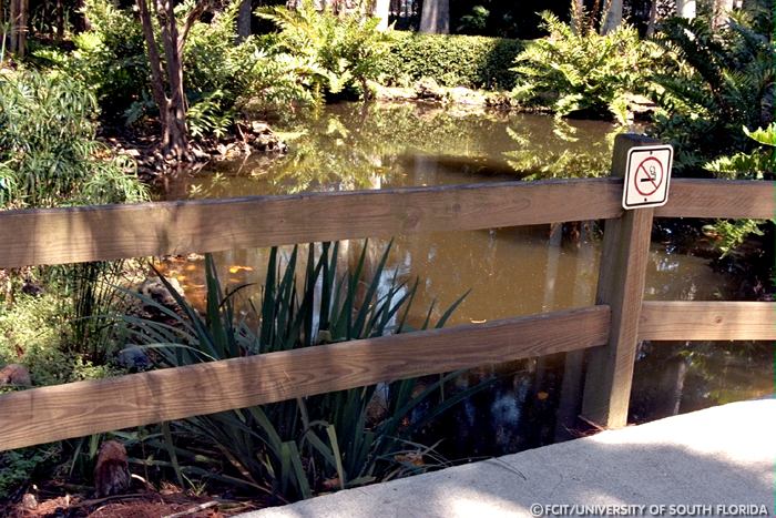 Pond off the boardwalk