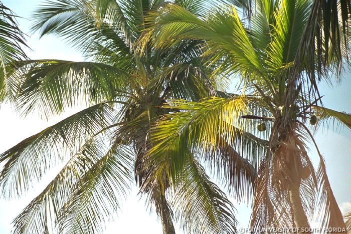 Palm trees