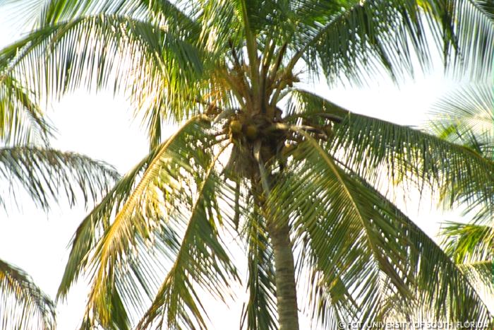 Palm trees