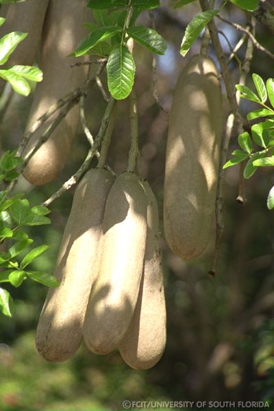 Fruit from the African Sausage tree