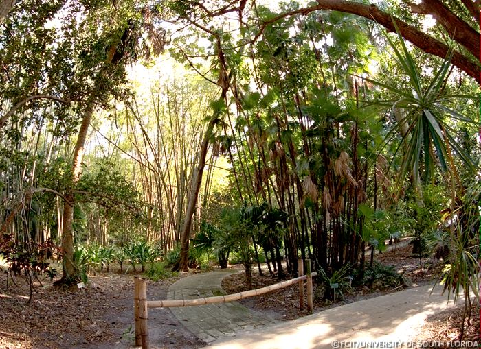 Bamboo