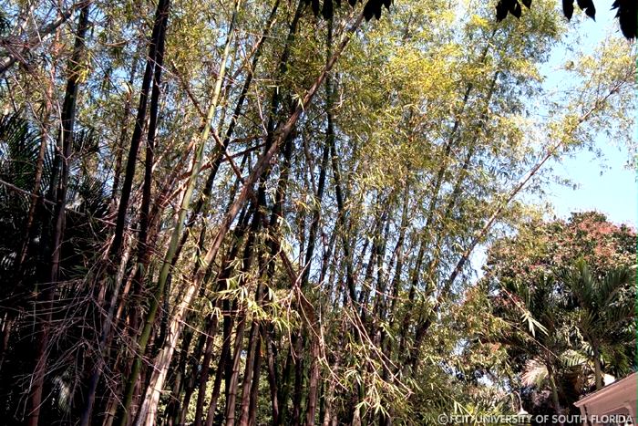 Bamboo