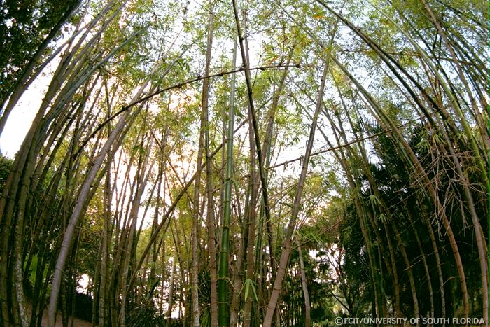 Bamboo