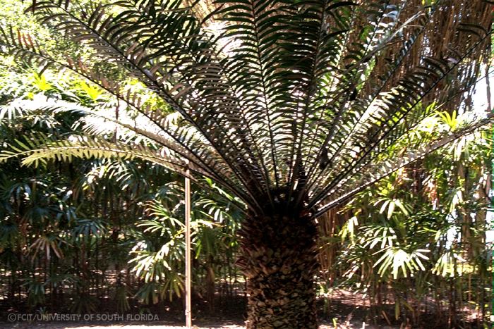 Palm tree