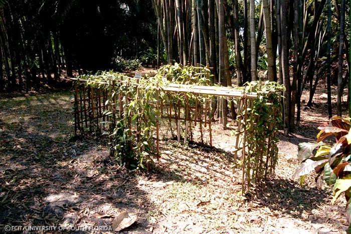 Plants