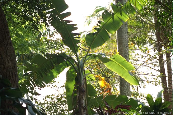 Banana tree