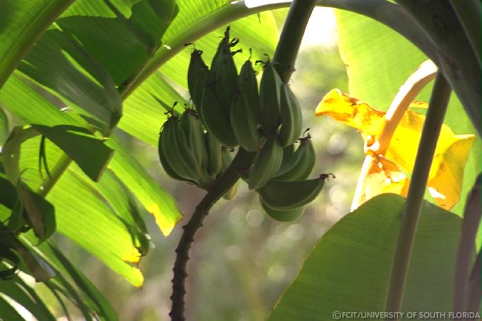 Bananas