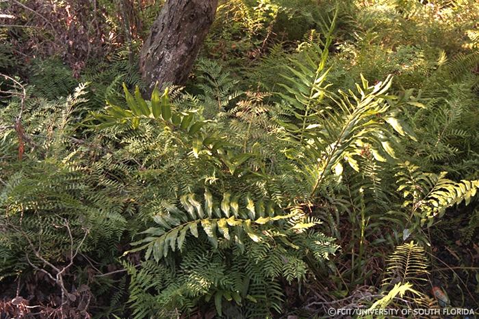 Ferns