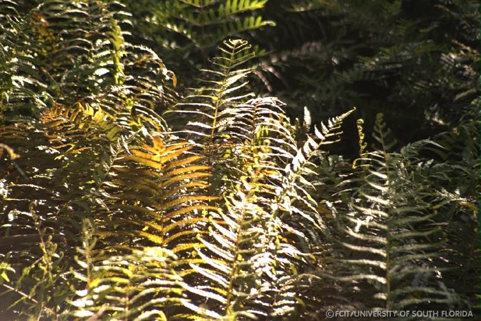 Ferns