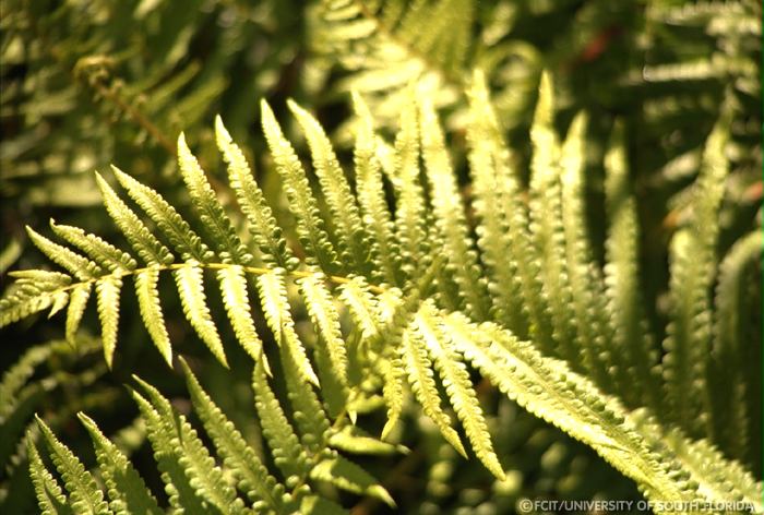 Fern leaf