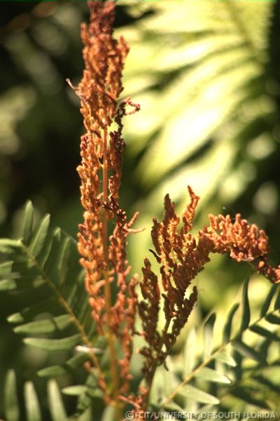 Fern flowers