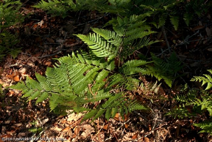 Ferns