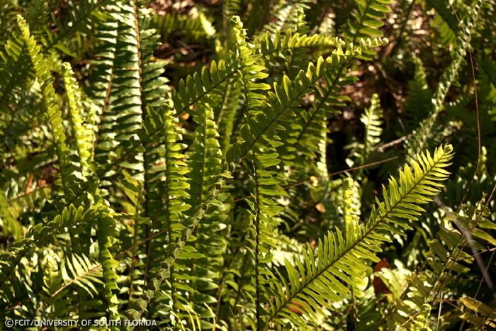 Ferns