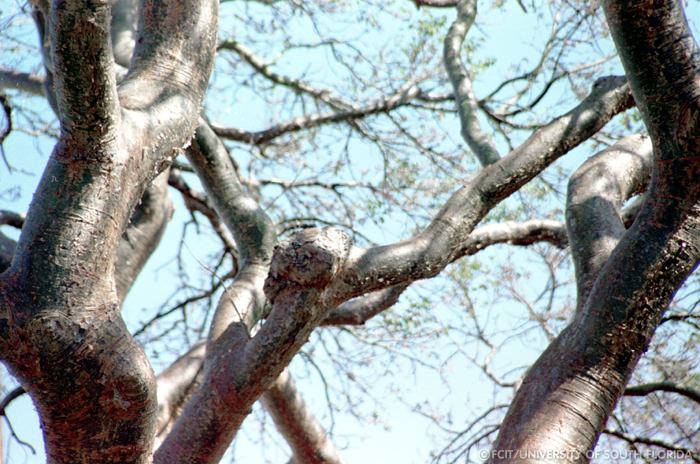 Gumbo Limbo trees