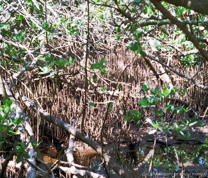 Mangroves