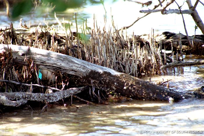 Snorkel roots