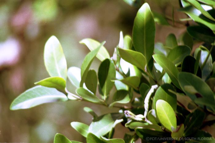 Mangrove leaves