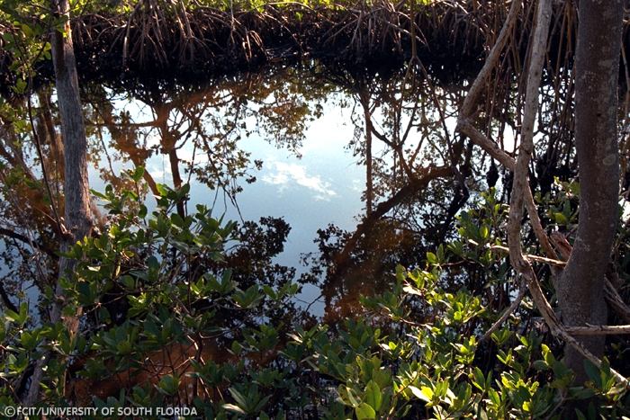 Mangroves