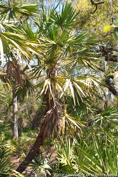 Palmettos