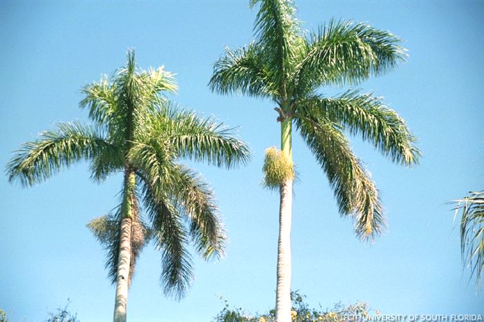 Palm trees