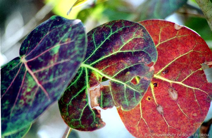 Sea grapes