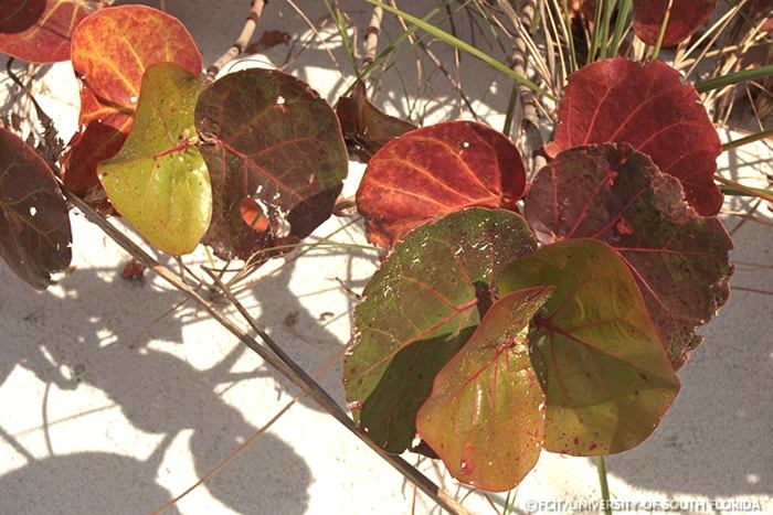 Sea grapes