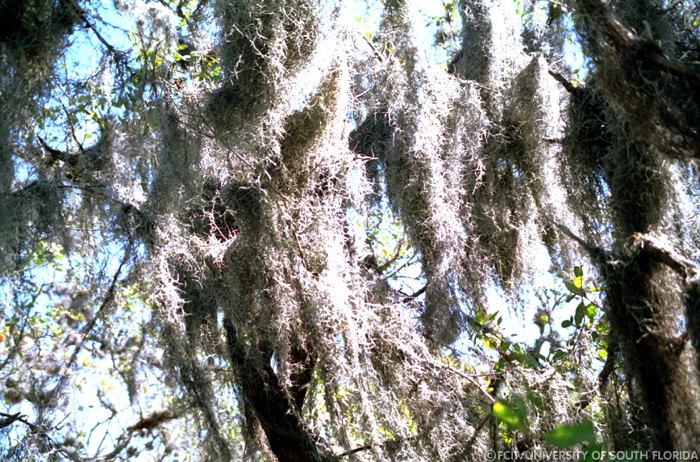 Spanish moss