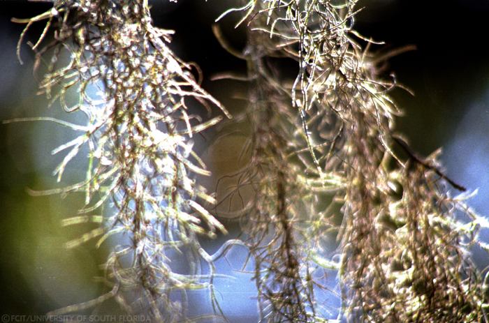 Spanish moss