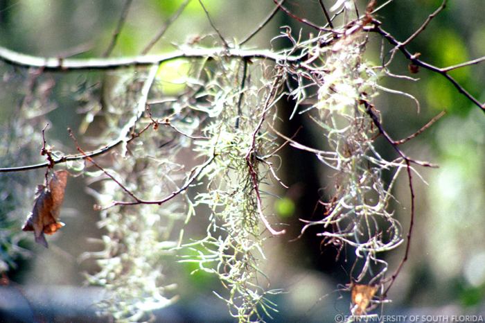 Spanish moss